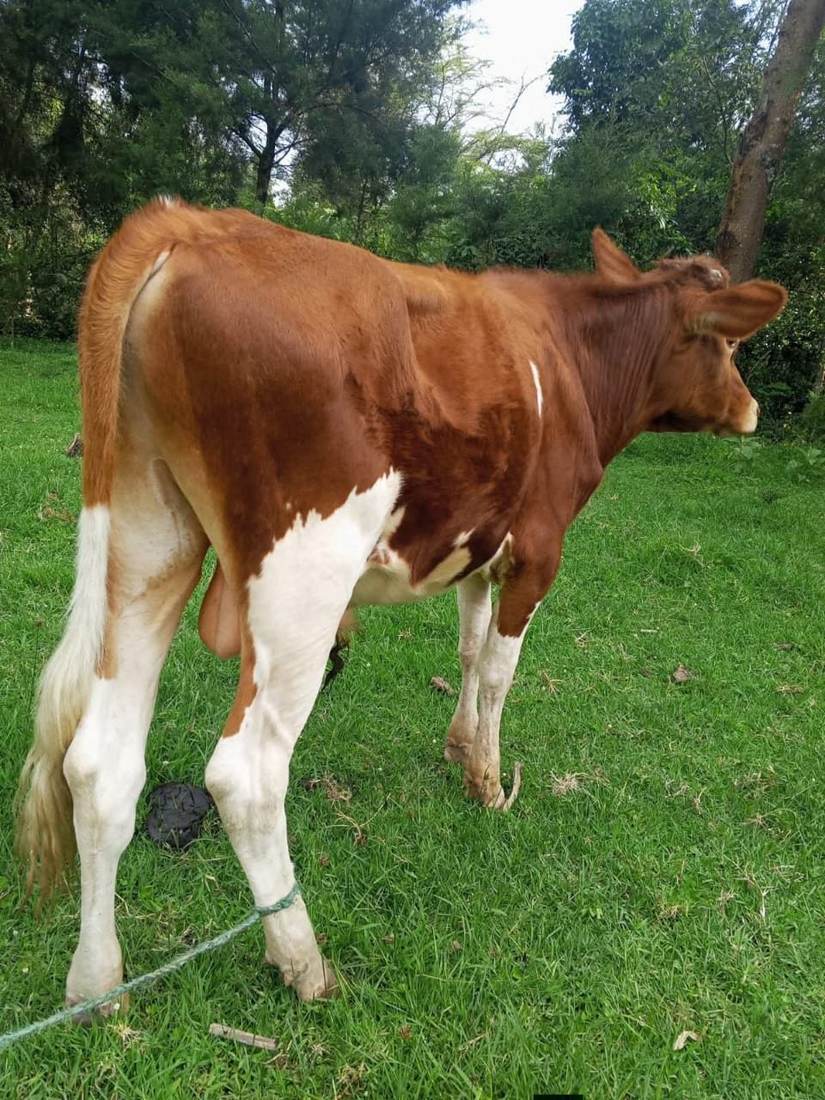 Ayrshire Growing Bulls (7-12 Months)