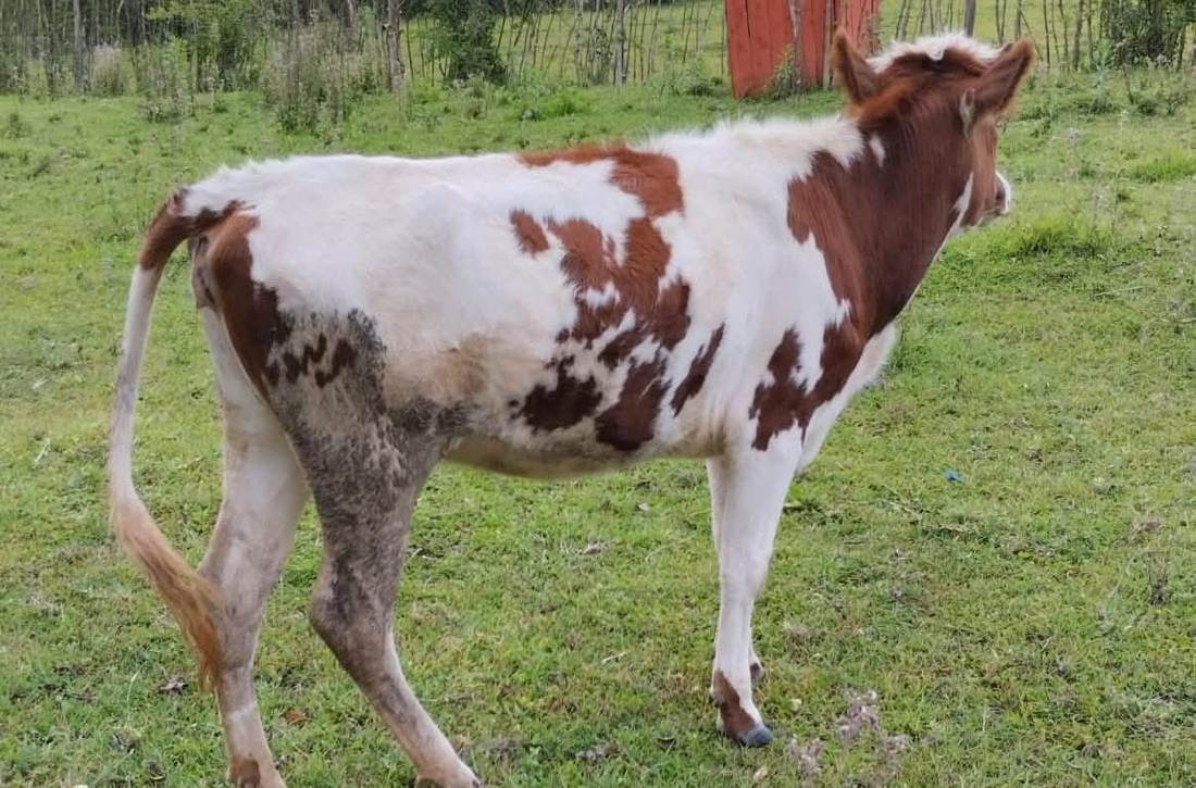 Ayrshire Young Heifers (7-12 Months)