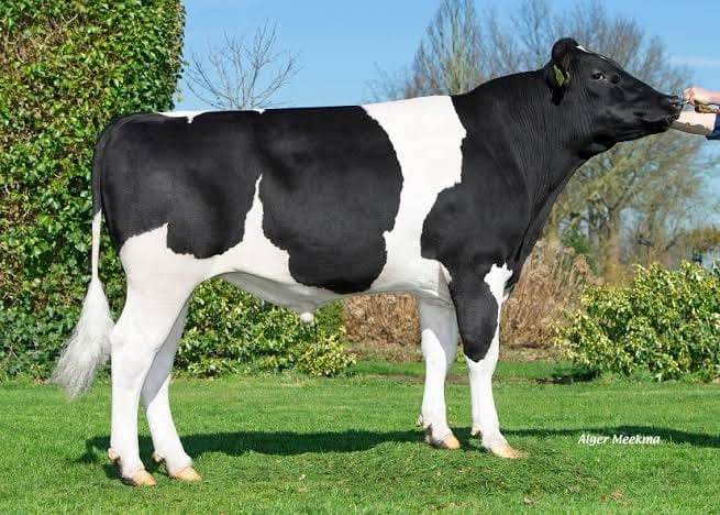 Friesian Growing Bulls (7-12 Months)