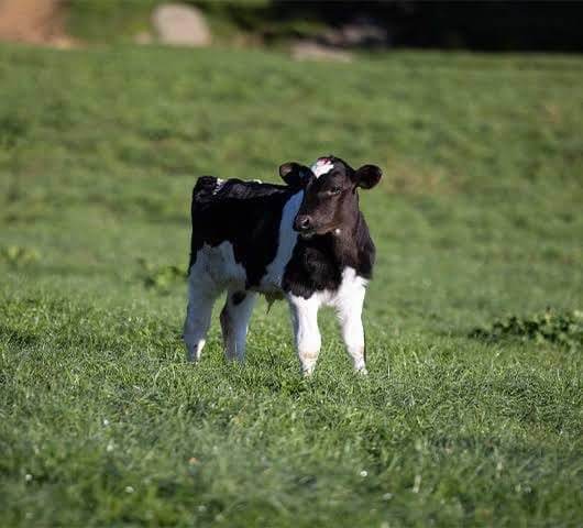 Friesian Young Bulls (3-6 Months)