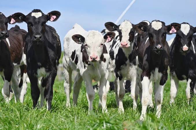 Friesian Young Heifers (7-12 Months)