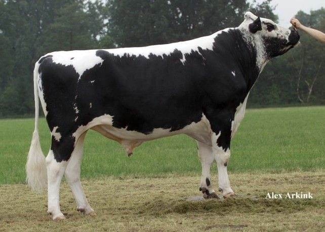Girolando Breeding Bulls (12-18 Months)