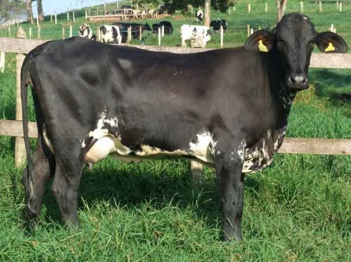 Girolando Breeding Heifers (12-18 Months)