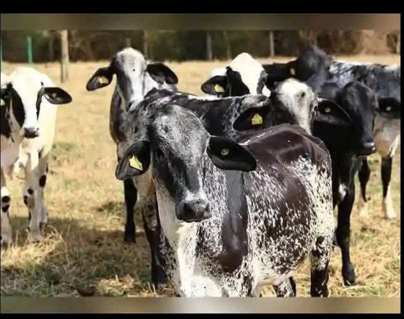 Girolando Young Heifers (7-12 Months)
