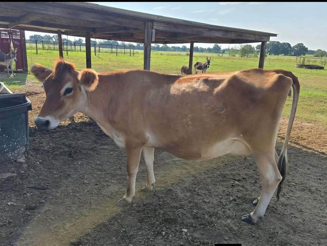 Jersey Breeding Heifers (12-18 Months)