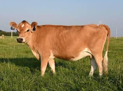 Jersey Young Heifers (7-12 Months)