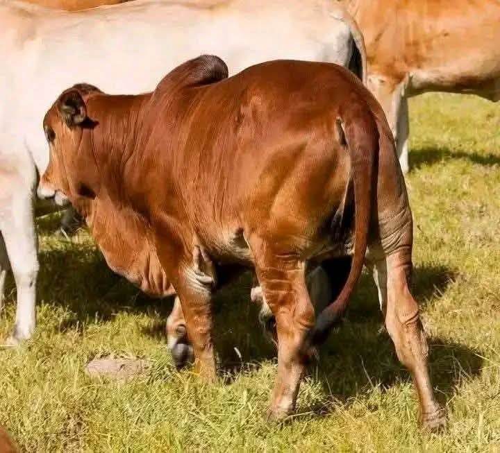 Sahiwal Growing Bulls (7-12 Months)