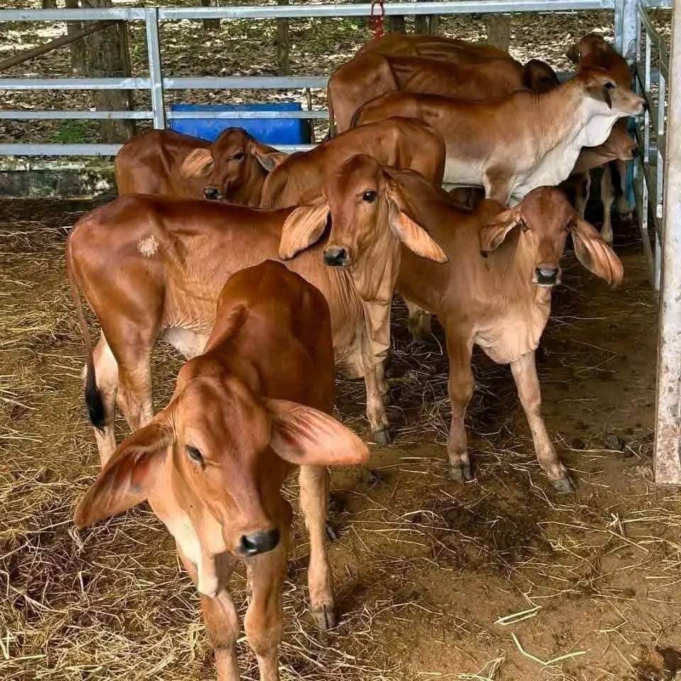 Sahiwal Young Heifers (7-12 Months)