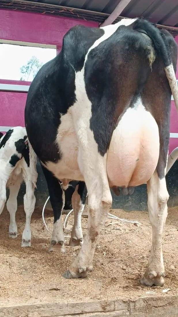 Lactating Cows