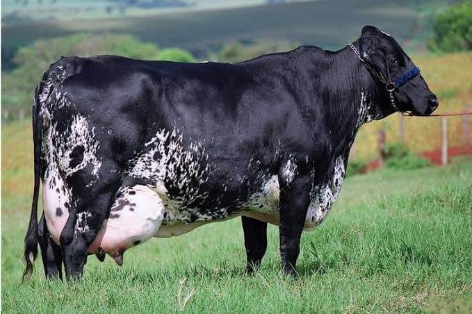 Girolando In-Calf Heifers