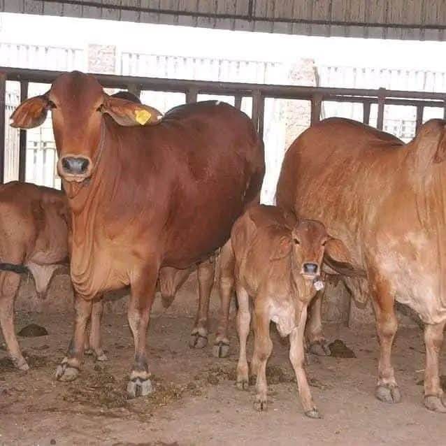 Sahiwal Freshly Calved Cows
