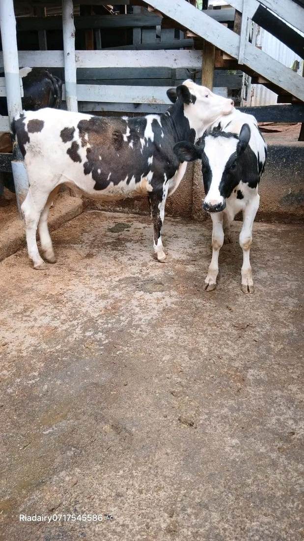 In-calf Heifers