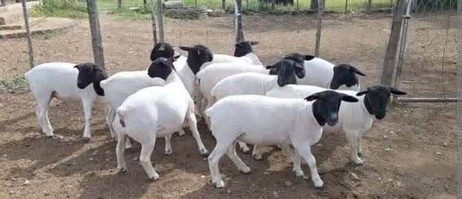 Mature Dorper Ewes — Breeding Stock