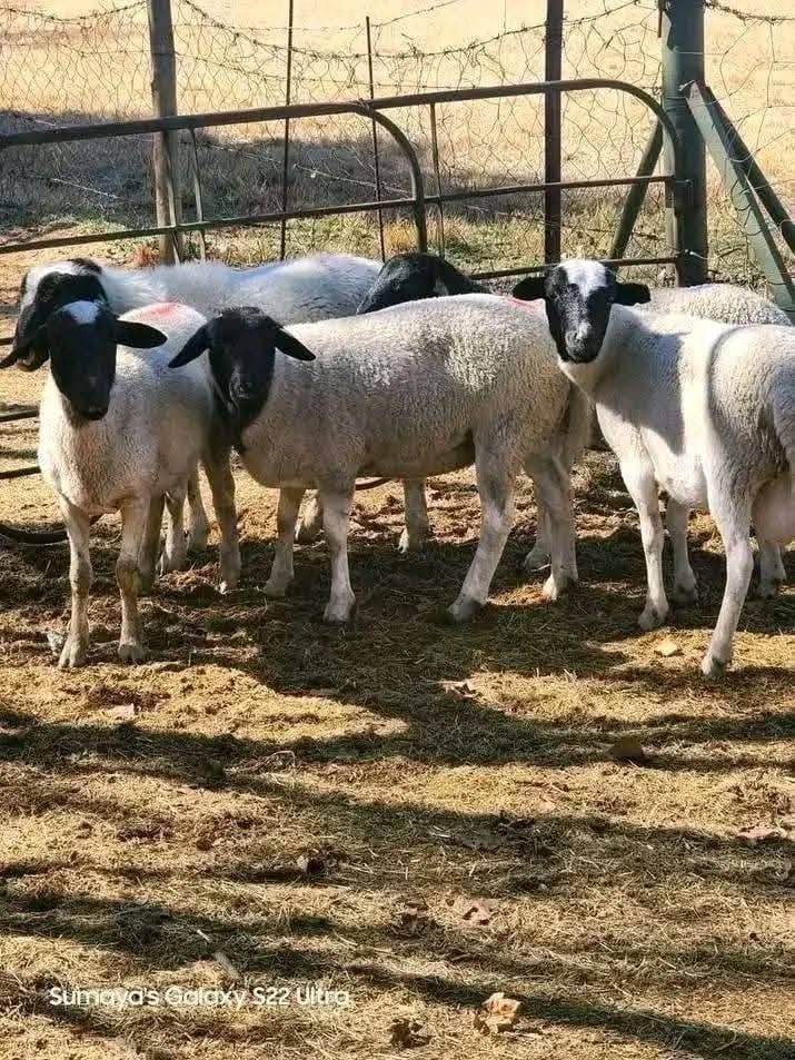Dorper Ewes — Commercial Flock