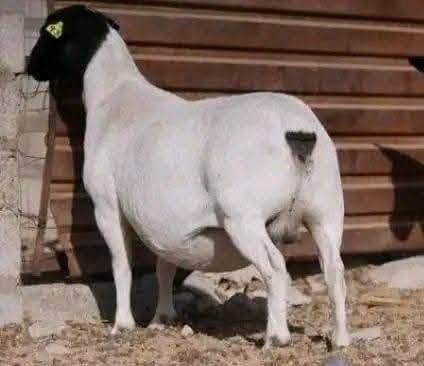 Dorper Breeding Trio