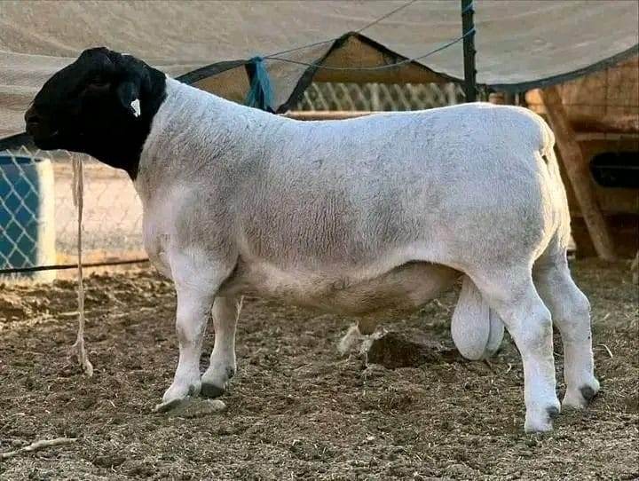 Premium Dorper Stud Ram — Show Quality