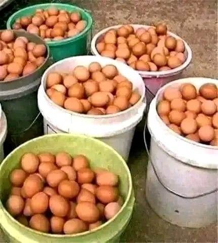 Kienyeji Eggs — Bulk Buckets