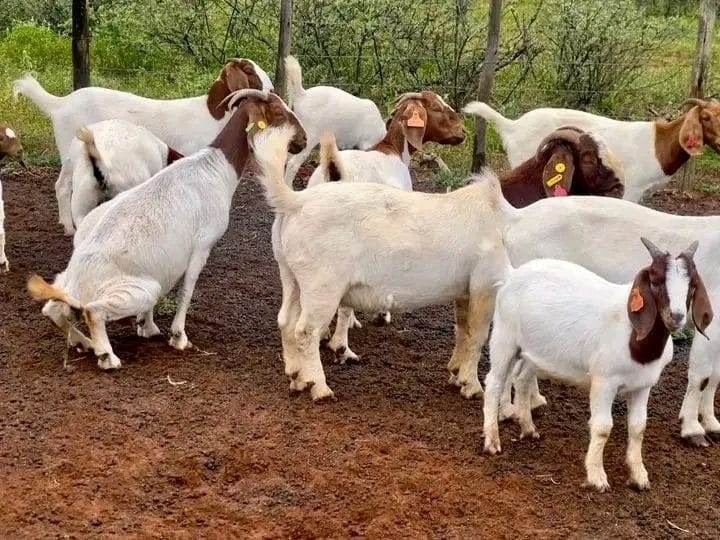 Boer Goat Bundle