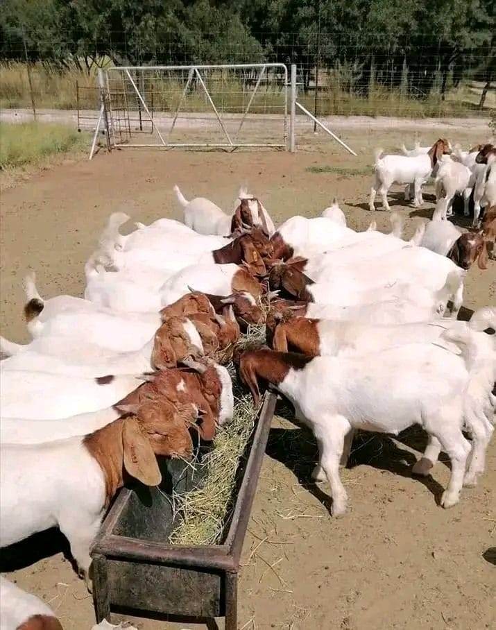 Boer Goat Herd — Bulk Available