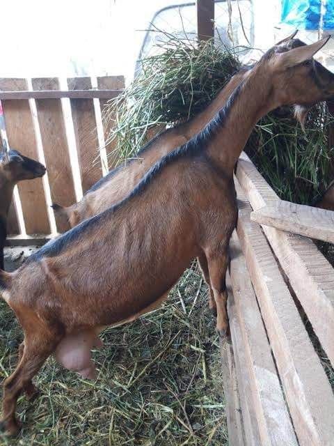 Dairy Goat Breeding Bucks