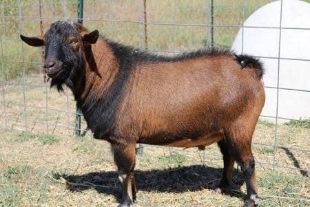 Dairy Goat Mature Breeding Bucks