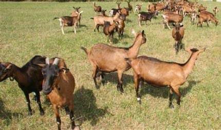 Dairy Goat Young Bucks (3-5 Months)