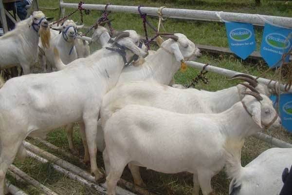 Gala Breeding Bucks