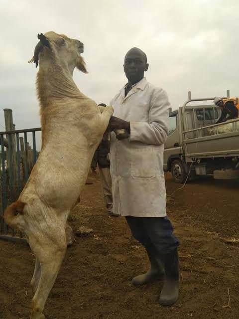 Gala Mature Breeding Bucks