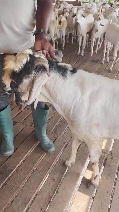 Gala Young Bucks (6-12 Months)