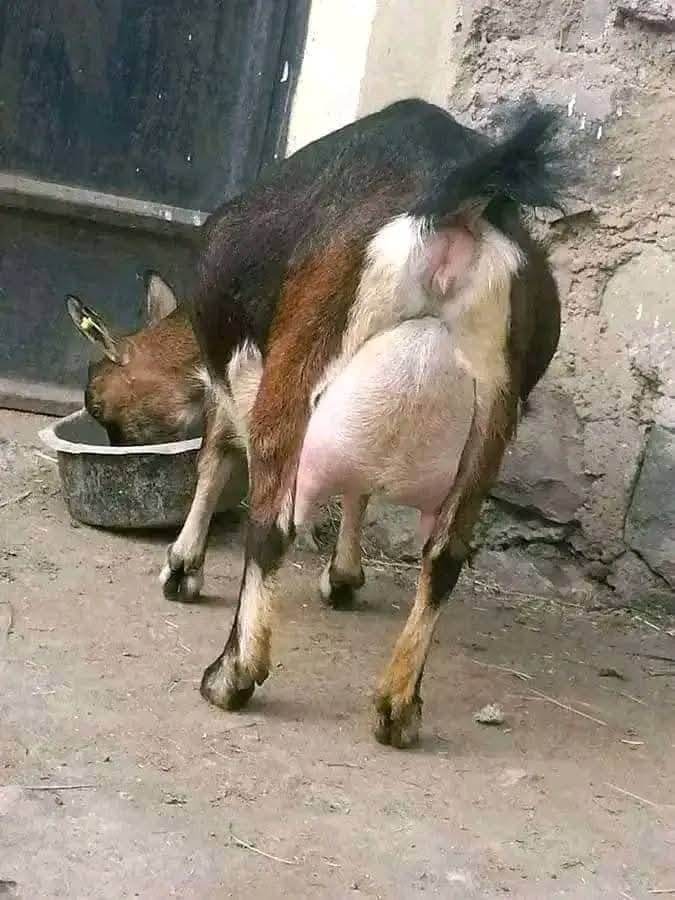 Indigenous Crossbred Dairy Doe