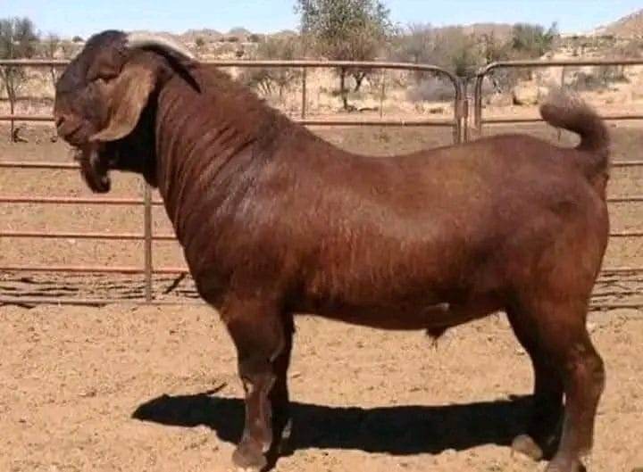 Kalahari Red Meat Goats — Pair