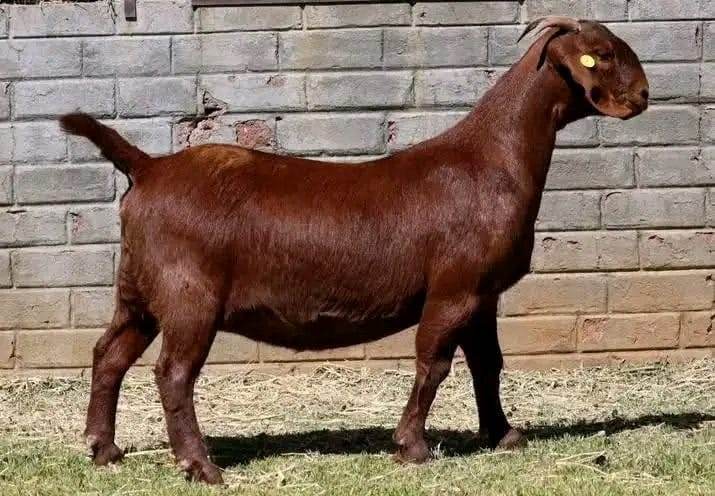 Kalahari Red Breeding Doe