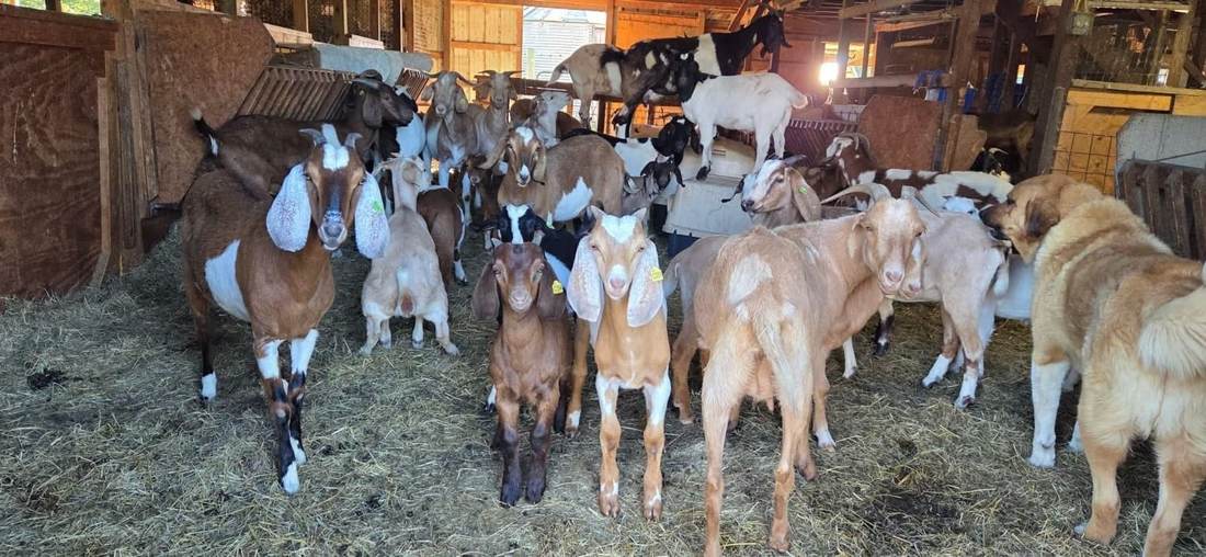 Mixed Boer & Nubian Goat Herd