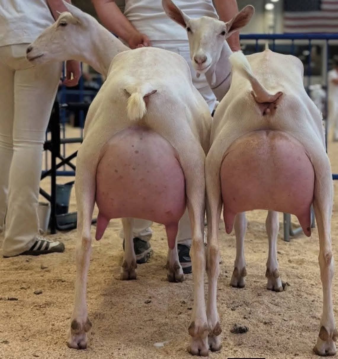 Saanen Dairy Does — Pair