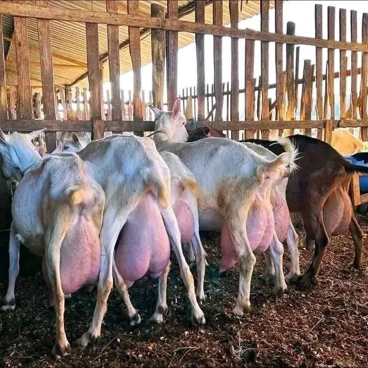 Saanen Lactating Does — Elite Udder