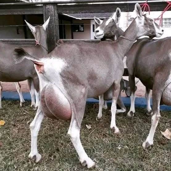 Toggenburg Does — Breeding Trio