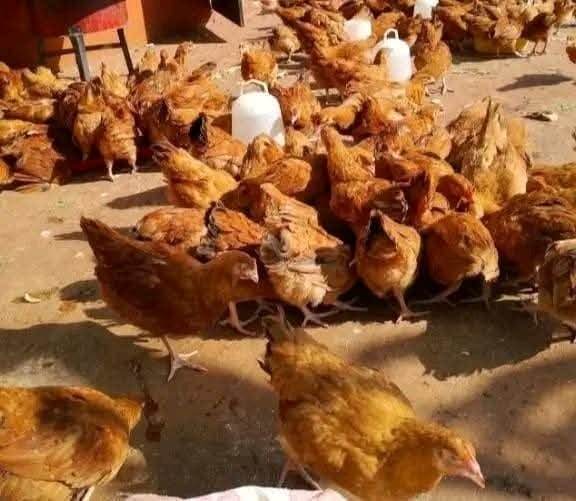 2 Months Old Chicks
