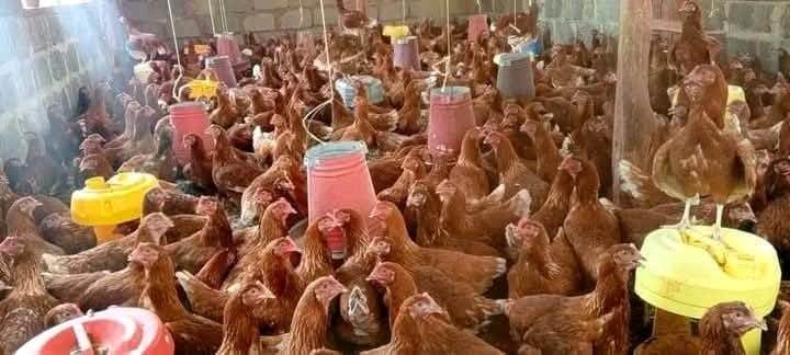 3 Months Old Chicks