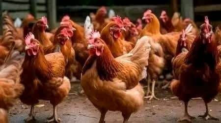 Cockerels & Roosters
