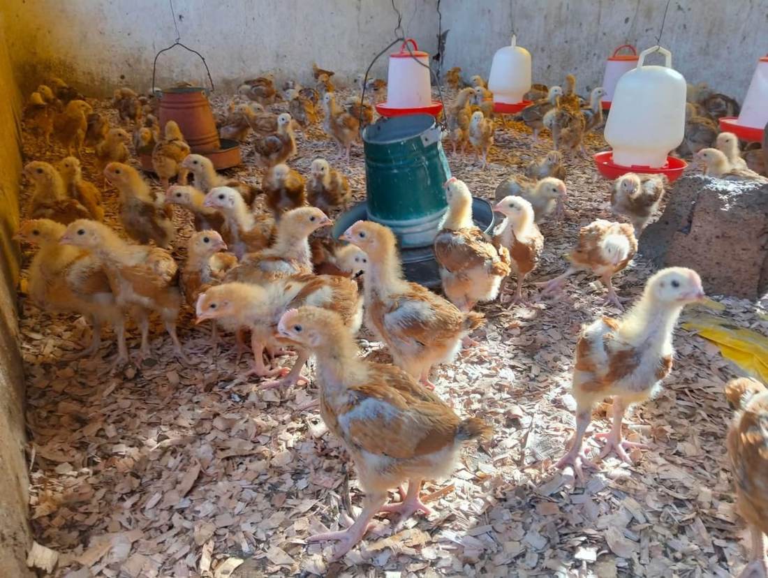 3 Weeks Old Chicks