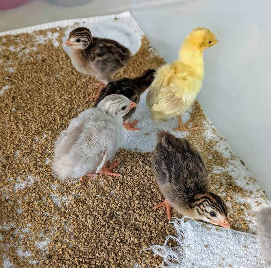 Guinea Fowl Keets — 1 Week Old