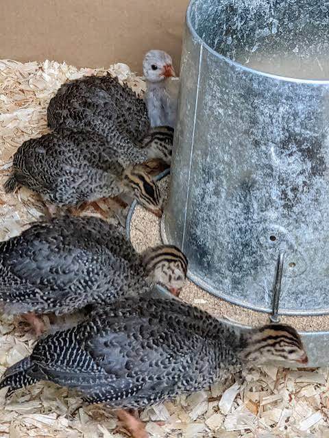 Guinea Fowl Keets — 4 Weeks Old