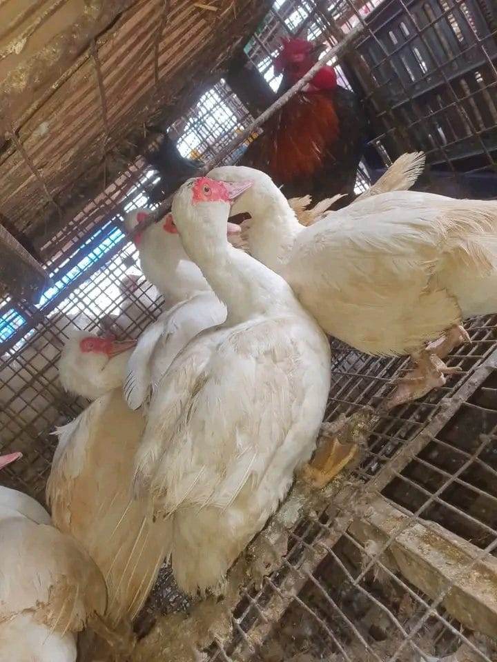 Muscovy Ducks