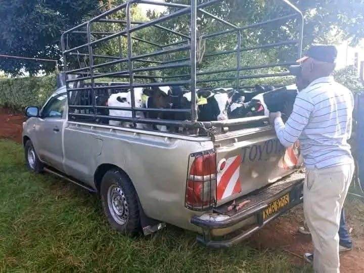 Pickup loaded with Friesian calves ready for delivery