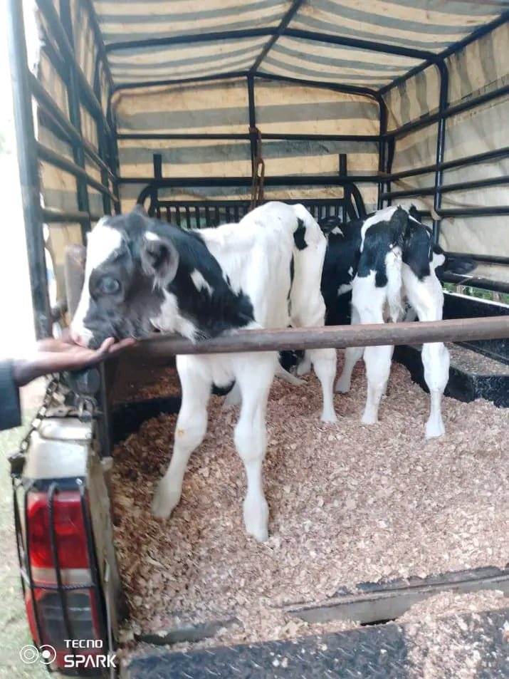 Friesian calves safely penned on bedding inside the livestock canopy
