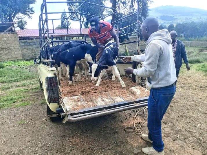 Calves being carefully loaded into the delivery pickup