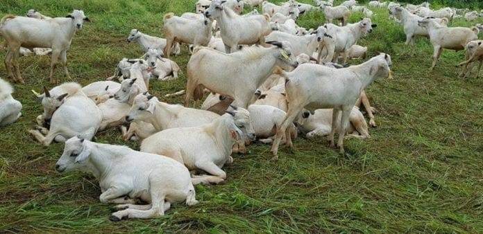 Flock of sheep and goats resting on grass